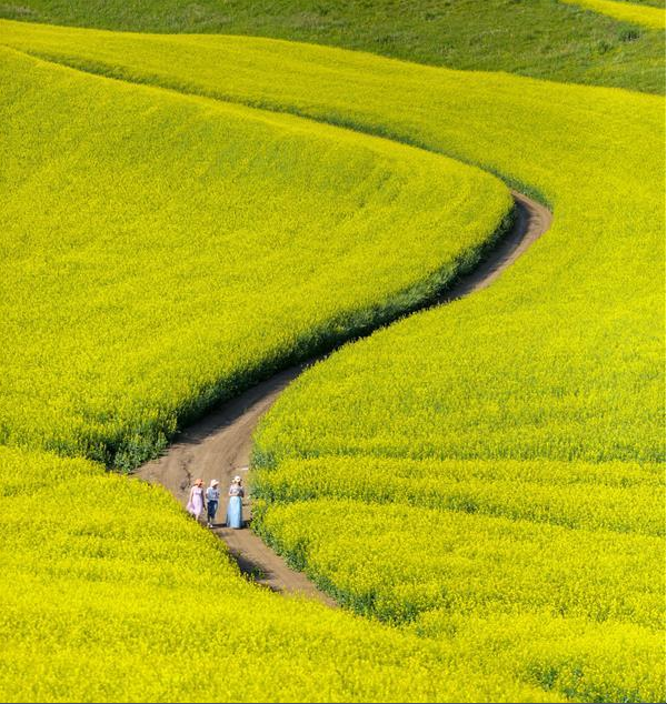 特克斯县的油菜花海