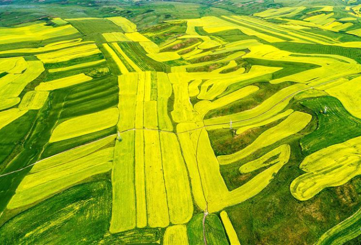 特克斯县的油菜花海