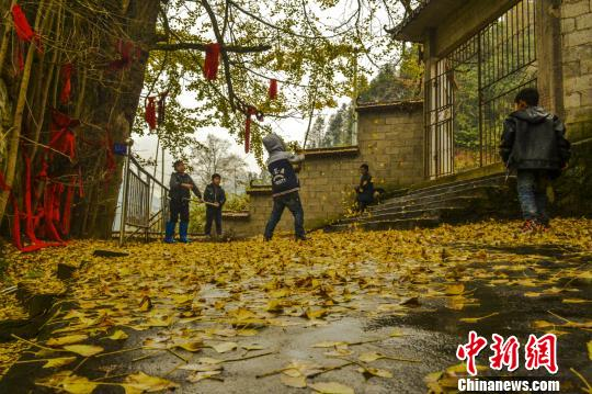 重庆秀山千年银杏